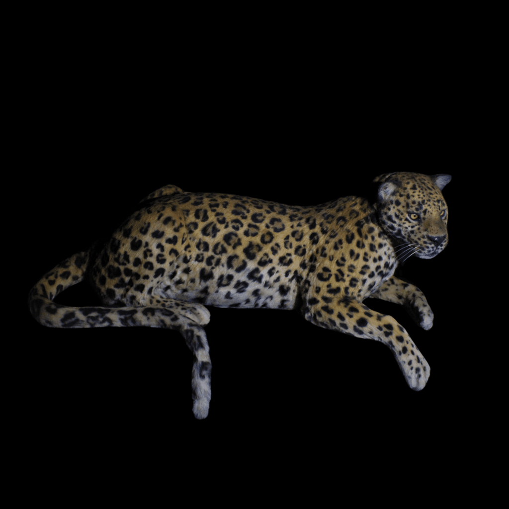 jaguar_1024x1024.png?v=1738916875